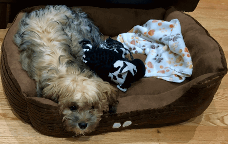 HappyCare Textiles Reversible Rectangle Pet Bed being tested by our review team.