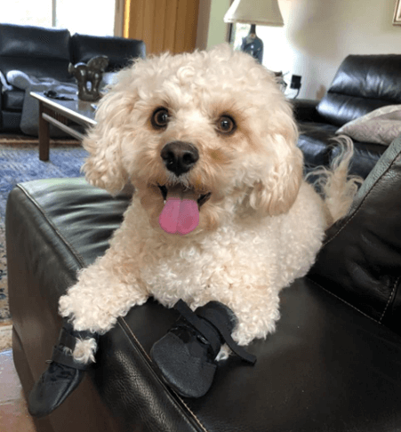 Ultra Paws Durable Dog Boots