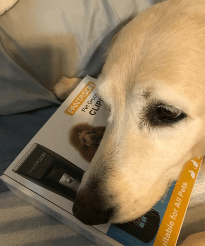 FANTASON Professional Pet Grooming Kit being tested by our review team.
