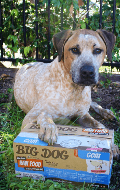Big Dog Raw Food being tested by our review team.