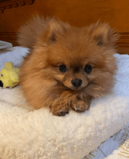 HappyCare Textiles Long Rich Super Soft Sherpa Crate Cushion being tested by our review team.