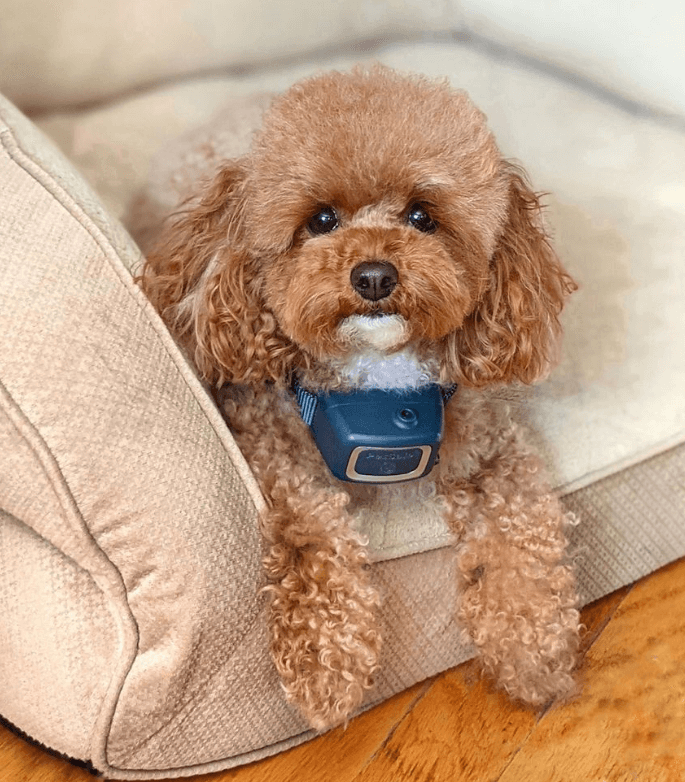 PetSafe Rechargeable Citronella Bark Collar being tested by our review team.