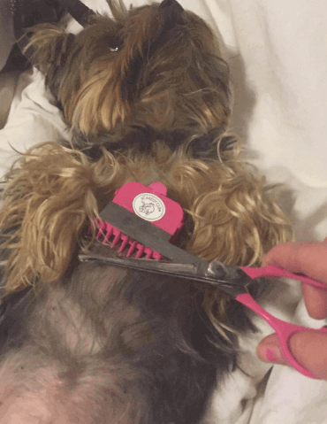 Scaredy Cut Silent Clipper being tested by our review team.