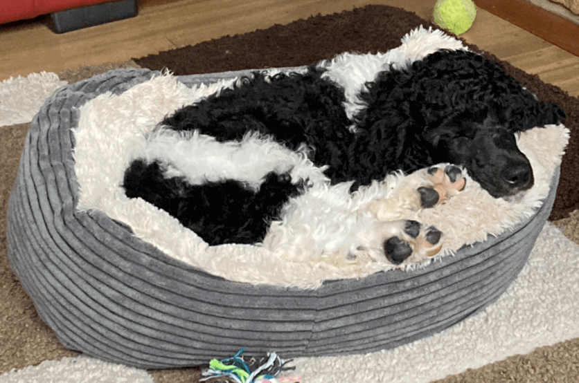 rosewood 40 winks dog beds