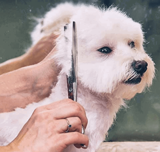 Gimars 4CR Stainless Steel Dog Grooming Scissors Kit being tested by our review team.