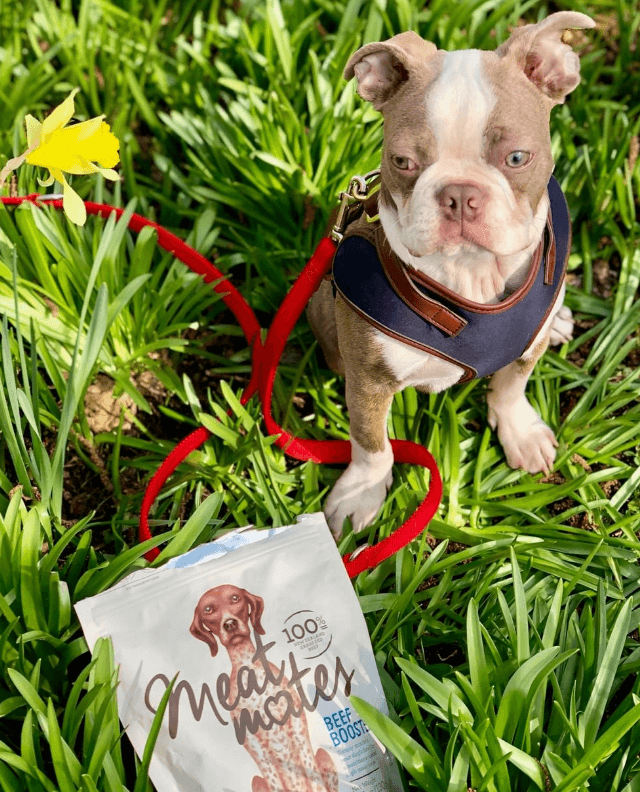 Meat Mates Natural Premium Dog Food Topper being tested by our review team.