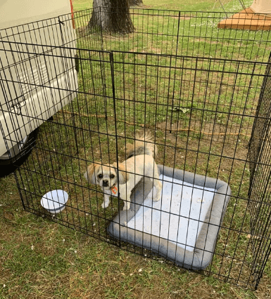 30” Dog Exercise Pen being tested by our review team.