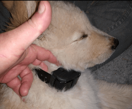 PetControlHQ Electric Dog Fence System being tested by our review team.