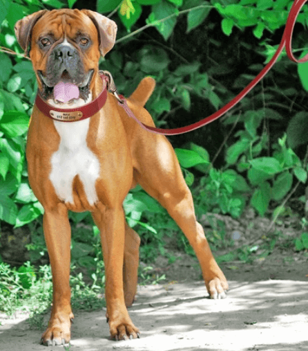 Sirius Genuine Leather Dog Leash being tested by our review team.