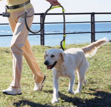 Hands Free Elastic Dog Leash for Joggers being tested by our review team.
