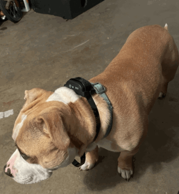 Earlyhights Underground Invisible Electric Outdoor Dog Fence Containment System being tested by our review team.