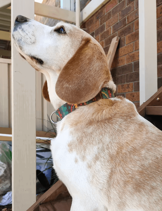 Dog Nation Handmade Personalised Dog Collar & Leash Set being tested by our review team.