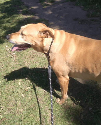Zenify Pets Dog Lead being tested by our review team.