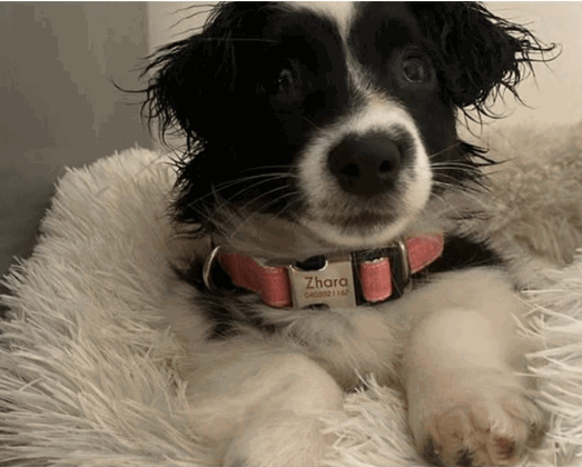 PAWID Personalised Laser Engraved Bamboo Fibre Dog Collar being tested by our review team.