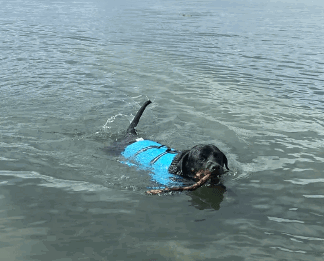 Dog Nation Life Jacket For Dogs being tested.