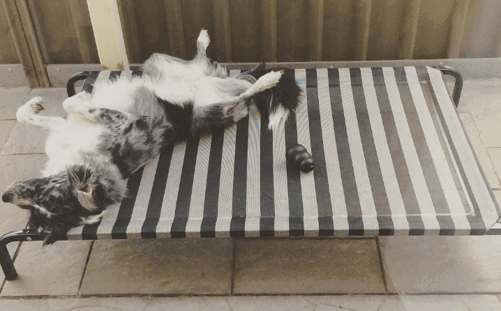 Kazoo Daydream Trampoline Bed being tested by our review team.