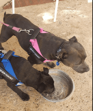 EzyD og Express Harness being tested by our review team.