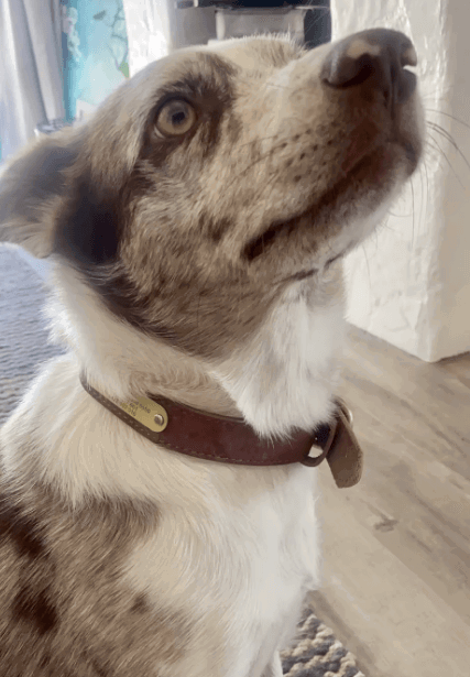 Sirius Genuine Leather Dog Collar Personalised being tested by our review team.