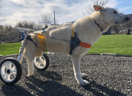 HiHydro Dog Wheelchair being tested by our review team.
