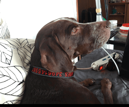 Amakunft Reflective Customised Dog Collar with Name being tested by our review team.
