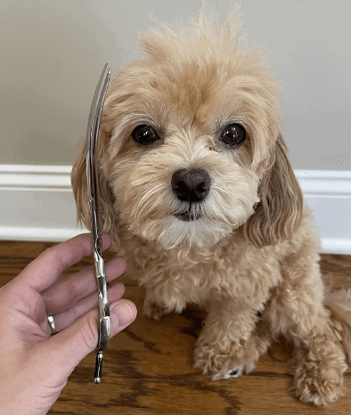 HASHIMOTO Curved Scissors for Dog Grooming being tested by our review team.