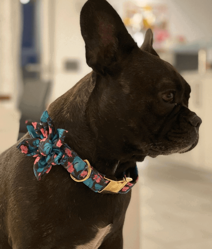 PAWID Flower Custom Dog Collar being tested by our review team.