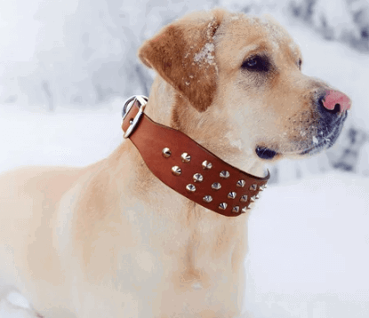 Cool Rivets Studded Genuine Leather Dog Collar being tested by our review team.
