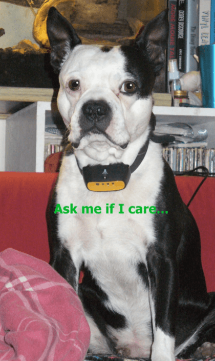 WWVVPET Spray dog barking collar being tested.