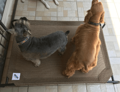 Coolaroo The Original Elevated Pet Bed being tested by our review team.