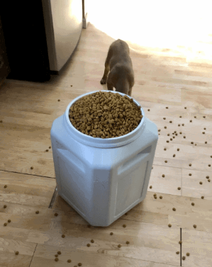 best dog food storage container