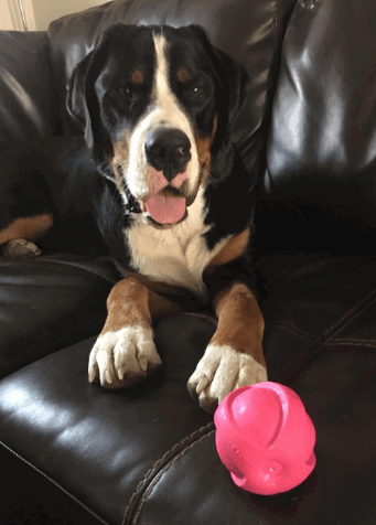 Hartz Dura Play Dog Toy being tested by our review team.