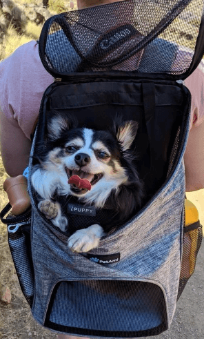 PetAmi Premium Dog Backpack Carrier being tested by our review team.