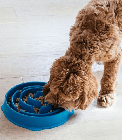 Outward Hound Fun Feeder being tested by our review team.