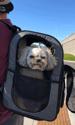 Apollo Walker Dog Backpack being tested by our review team.