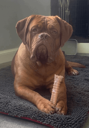 Nylabone Original Bone Chew Toy being tested by our review team.