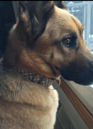 RC Pet Products All Webbing Training Collar being tested by our review team.