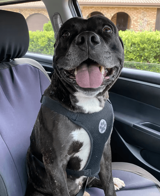 Dog Nation Dog Car Harness Seatbelt Set being tested by our review team.