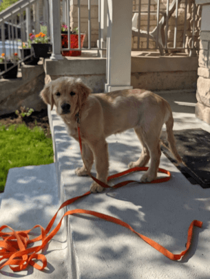 AmaGood Dog Recall Training Lead being tested by our review team.