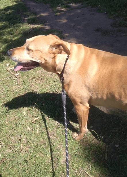 Zenify Pets Dog Lead being tested by our review team.