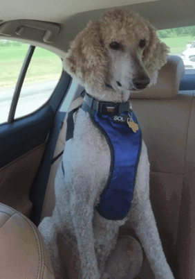 PetSafe Happy Ride Dog Safety Harness being tested by our review team.