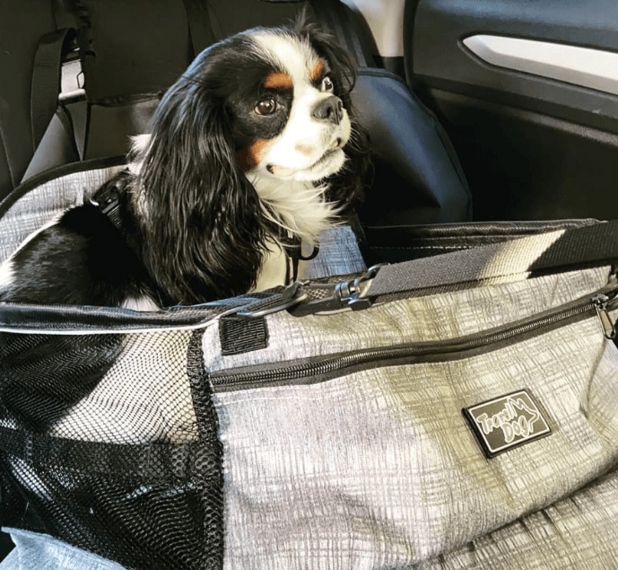 All for Paws Travel Dog Booster Seat being tested by our review team.
