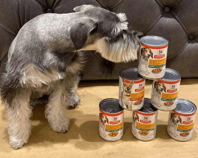 Hill’s Science Diet Puppy Dog Food Line being tested by our review team.