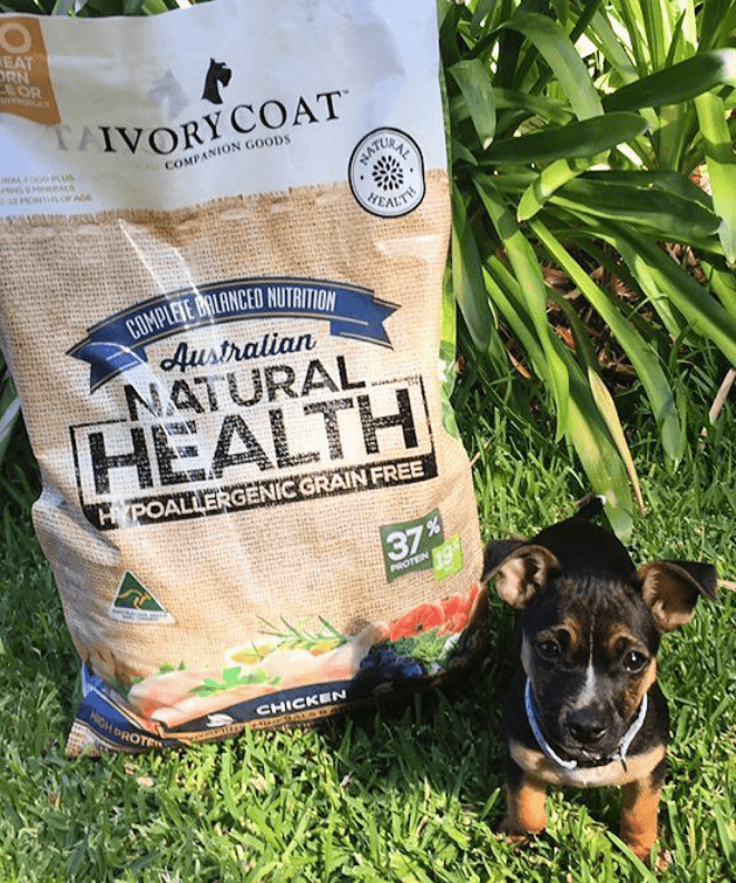 Ivory Coat Grain-Free Dry Dog Food Chicken Puppy being tested by our review team.