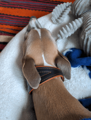 Dogs My Love Real Leather Padded Collar being tested by our review team.
