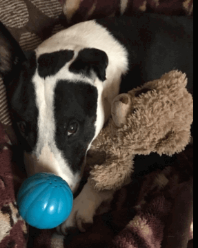 Pet Qwerks Talking Babble Ball Interactive Dog Toy being tested by our review team.