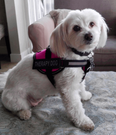 Dogline Emotional Support Dog Vest being tested by our review team.