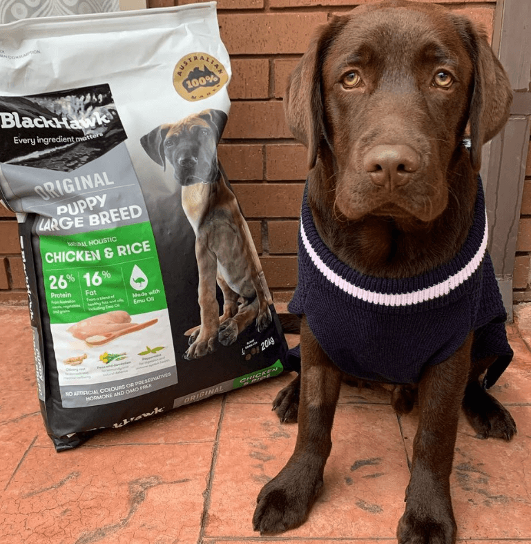 Black Hawk Large Breed Chicken & Rice Puppy Food being tested by our review team.