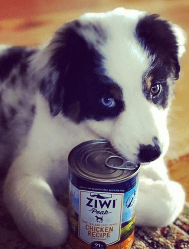 Ziwi Peak Wet Dog Food Formulas being tested by our review team.