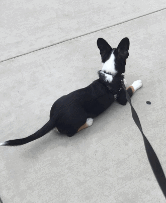 PetSafe Easy Walk Dog Harness being tested by our review team.