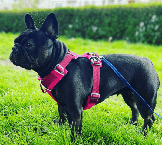 RUFFWEAR - Front Range Dog Harness being tested by our review team.